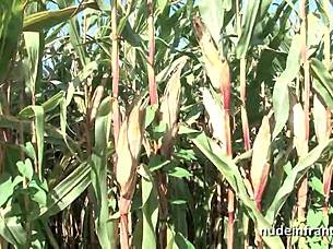 What’s Behind This French Amateur Clip? Uncover the Secret!