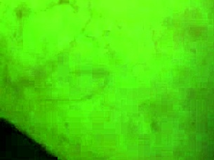 Savage Blowjob With Intense Sucking And Deep Throating