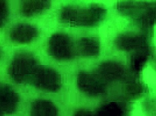 Interacting with my big booty lightskin ex at home in this ebony amateur scene