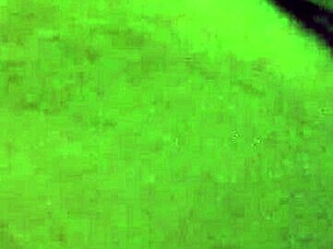 Teacher Real Amateur Enjoying Her Cunt Licked