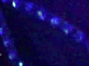 I compiled these redfantasies shorts for free, hope you like them