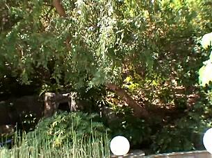 super hardsex with cougar milf housewife and fat cock