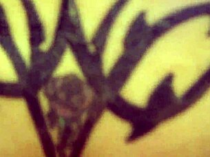 Want to see amateur anal assfucking?