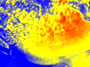 she says, 'give me that thermal sloppy blowjob now'