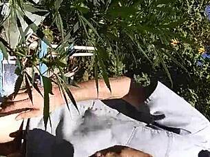 Hot suck and fuck in the 420 patch