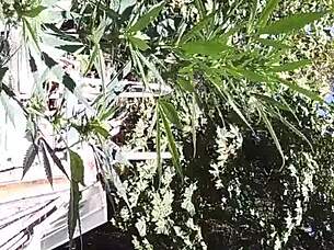 Hot suck and fuck in the 420 patch