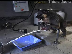 Horse Compilation Of Gay Fucking With Machines