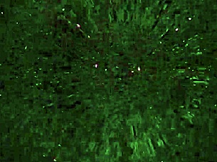 alexa and coto suck and fuck