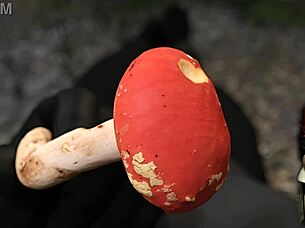 Having sex with an attractive woman