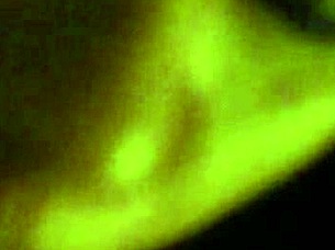 homemade scene where big tits babe deep throats massive cock ending in facial