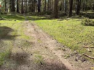 Strange Girl Demands Woods Fuck