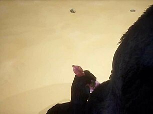 Pov two gay wolves fucking wildlife