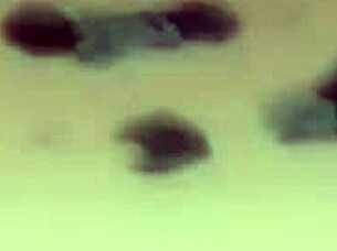 Black Cat Chapter 1: Provocative Adventures