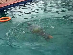 Redhead Lana Love Takes Two Big Cocks