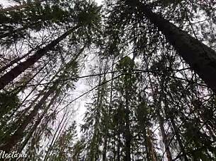 i filmed my unexpected blowjob with my russian wife in the woodz