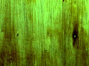 I suck bad dragon dildo n get creampie