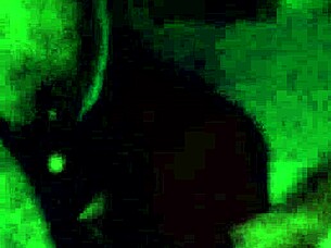 Sucking my king's huge cock