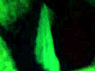 Sucking my king's huge cock