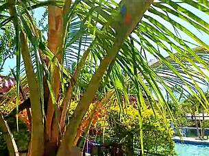 venezuelan slut fucks cuckold husband outdoors