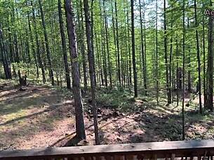 We laughed feeding mosquitoes then had sex in nature.