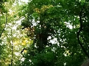 Is The Slave Ready For Outdoor Domination In The Forest? Her Natural Tits Bounce As She Takes The Dildo Deep.