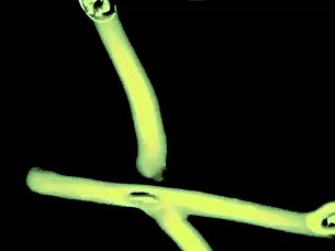 i teached foster manners the hard way, full sceen on myfostertapes.com