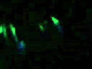 Blindfolded White Girl Sucks Cock with Handcuffs