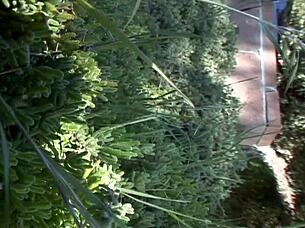 Eighteen Year Old Tobi Pacific Squirts All Over In Doggystyle With Big Cock Anal Finger And Deepthroat Facial