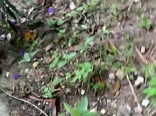 Risky sex with my political cousin in the USA