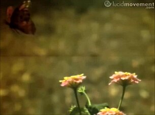 Crystal butterfly shows her tattooed pussy