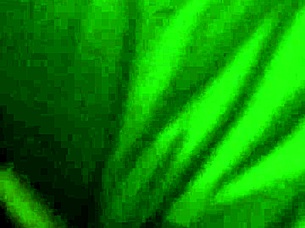 Latina Babe Sucks Dick Like A Pro!