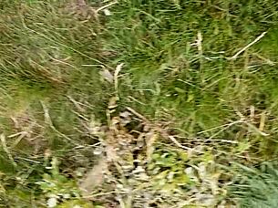 during lunch break village girl masturbates her hairy pussy - girls fly orgasm