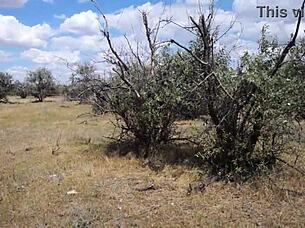 Savannah Vixen Outdoors With Mature Amateurs