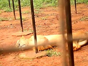 An Impressive and Unprecedented Sex Scene in Gogo in the Adultery of a Couple in Black Africa by a Colleague Who After Having Fuck the Wife in Front of the Husband Also Fucks the Husband in Front of the Wife