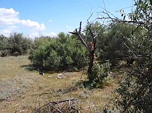 Savannah Vixen Outdoors With Mature Amateurs