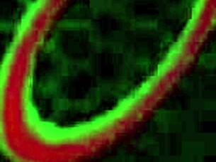 lexi nicole's big tits and butt fucked by rome major?