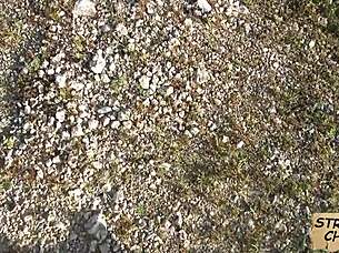 Hidden POV captures teen Nadia Capri picking up hitchhiker outdoors in reality setting