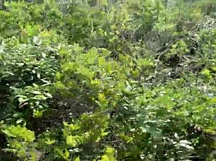 Clitlicker662's latest update: sloppy public masturbation and flashing.