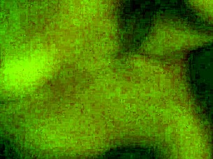 Latina Girlfriend Blowjob.