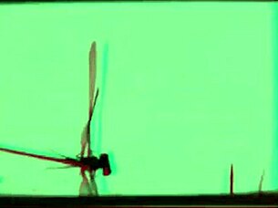 Dark Lantern Entertainment Presents Vintage Orgy in The Dragonfly Freddie