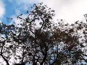 The Forester Girl And I Had A Good Fuck In The Hut - Lesbian Illusion Girls