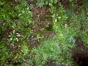 feeling thrill big ass latina fucks naked in public park