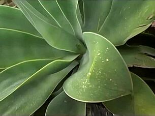 tia lane rides big cock in shower