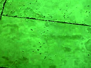 I cumflate my pregnant wife in the toilet