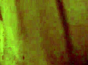 Curvy BBW Amateur Couple's First Fat Porn Session?