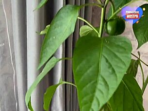 Married Couple's Horny Homemade Sex