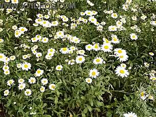 I Spy On Neighbor Masturbating Outdoors