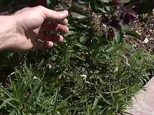 Tory Lane, a MILF with big tits, gets fucked in the pussy