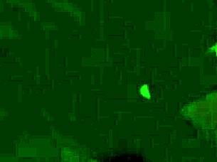 my dick sucking vixen can't get enough of it