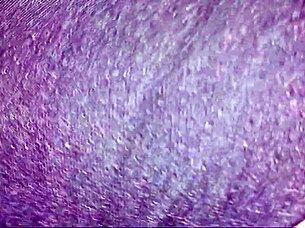 Wet teen pussy licked then fucked by big long cock with sexy girl